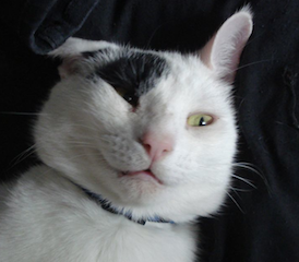 Fritz